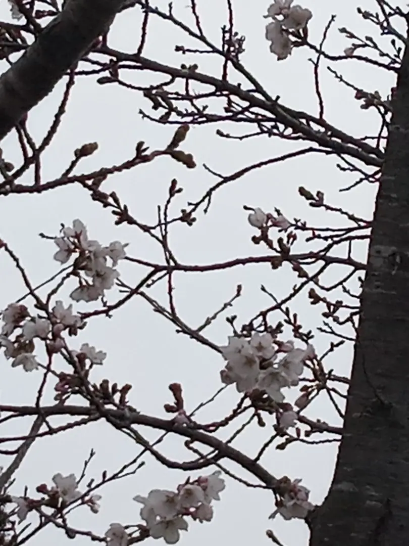 FrayedSalt7649의 メンヘラメリカ