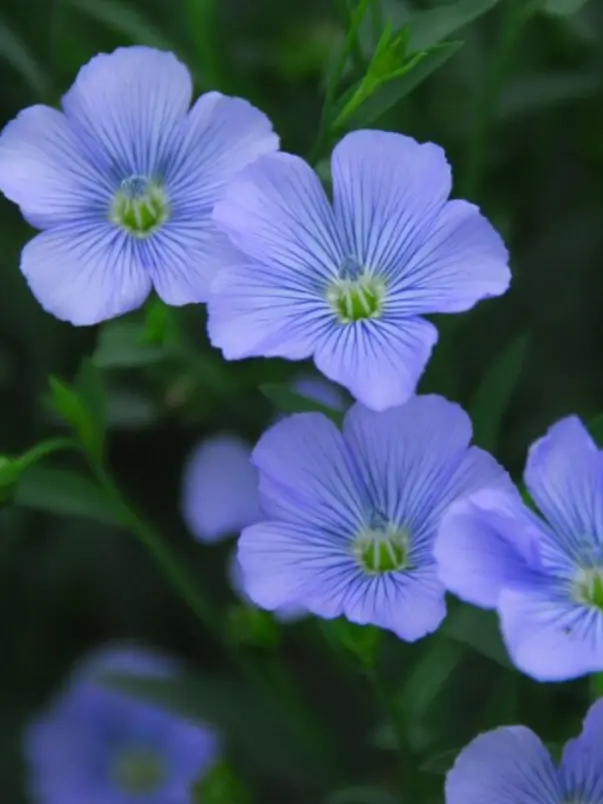 EasyPika5060의 平安組の彼女さんたち！？