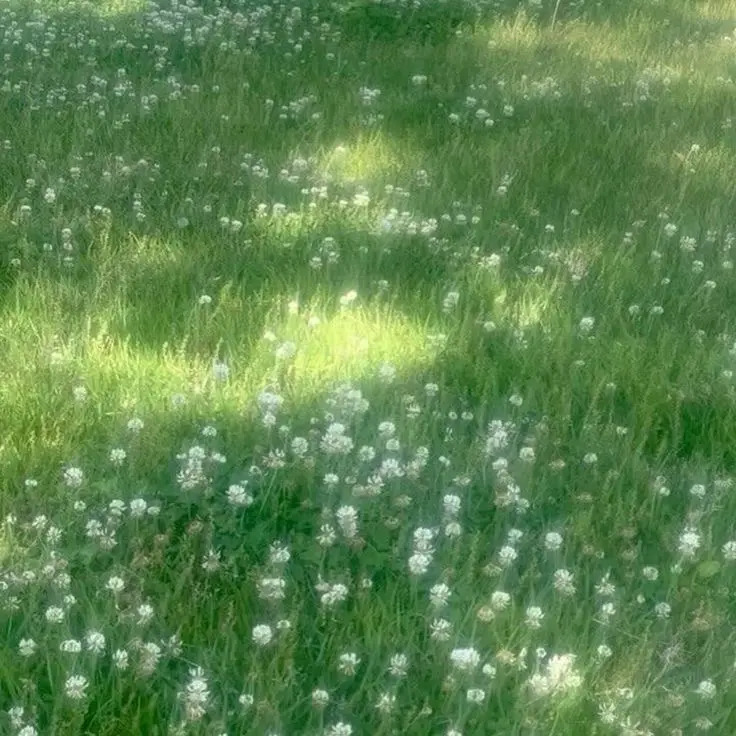 CrispySwan2723의 숲속 작은 오두막