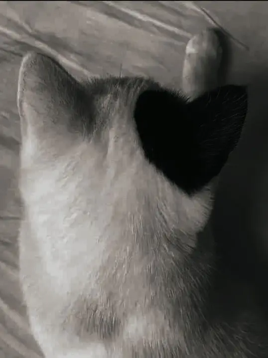 sleep1ngcat의 君の前では