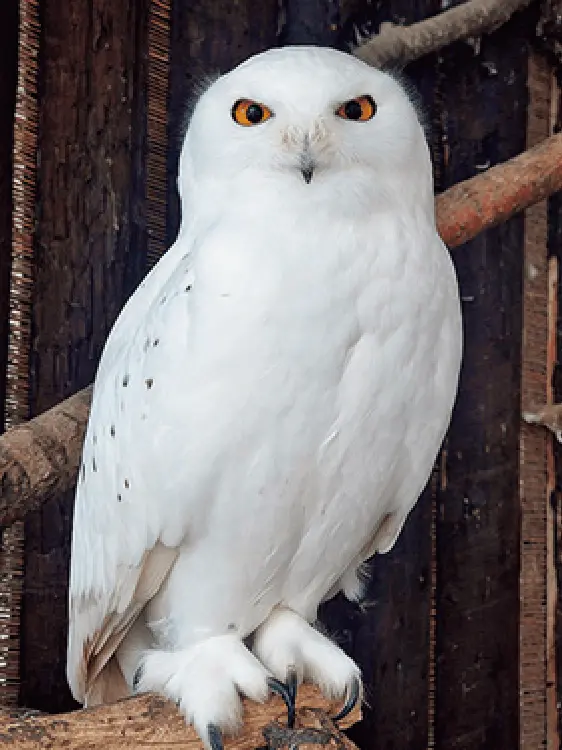 RuggedCap3358의 フレッド&ジョージ