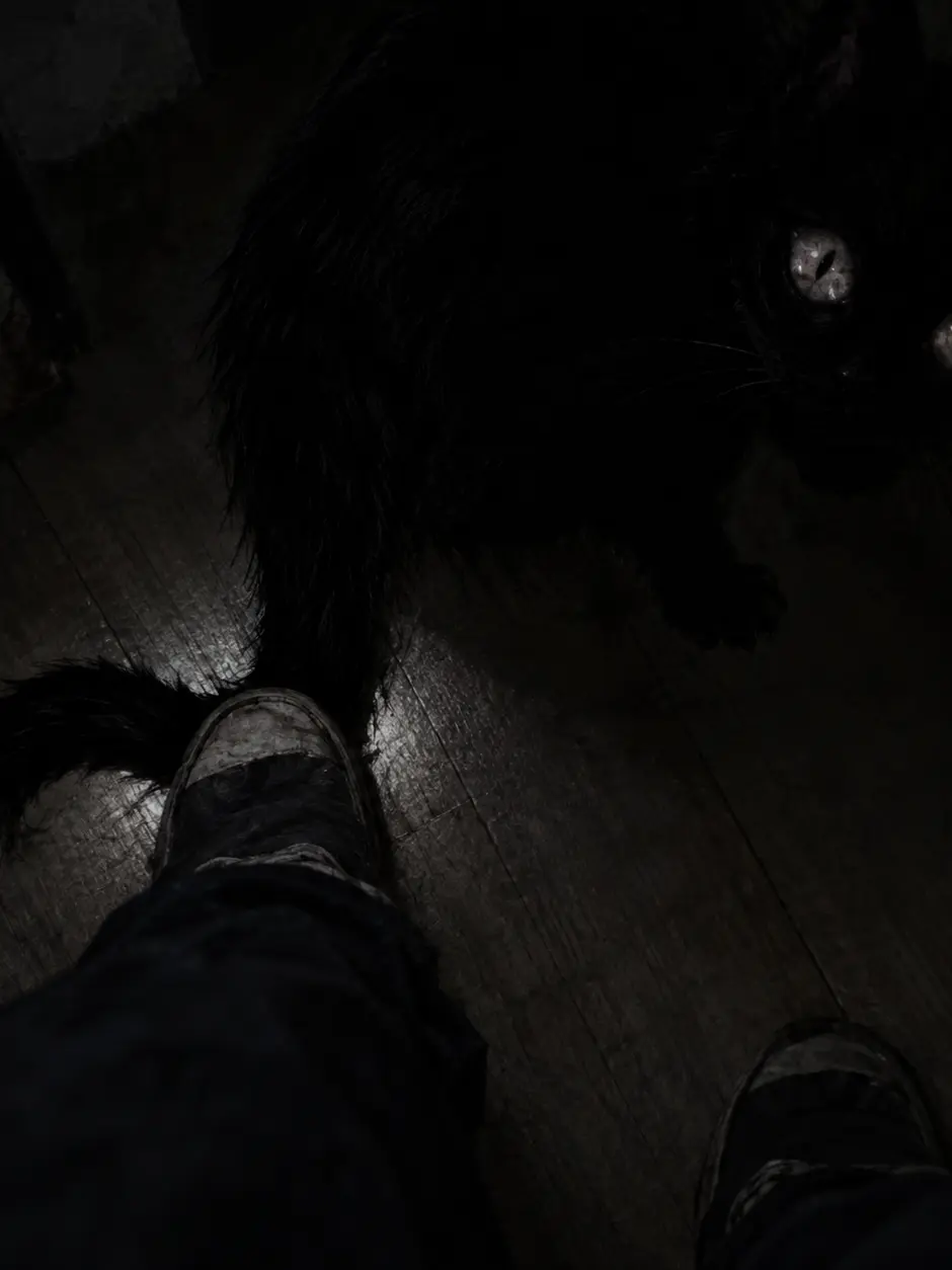 MaleRazor0의 猫を踏む