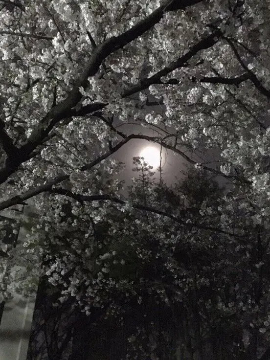 Plain_Yogurt의 날 괴롭히는 집사님들💫