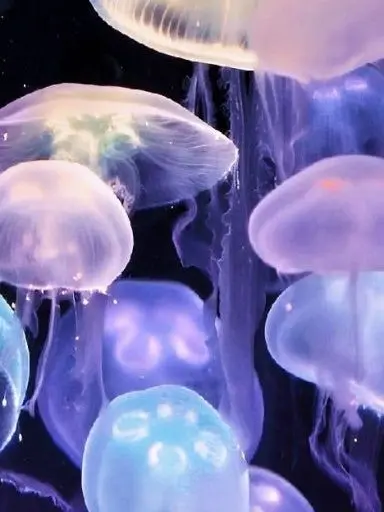 320_의 여우 4콤보