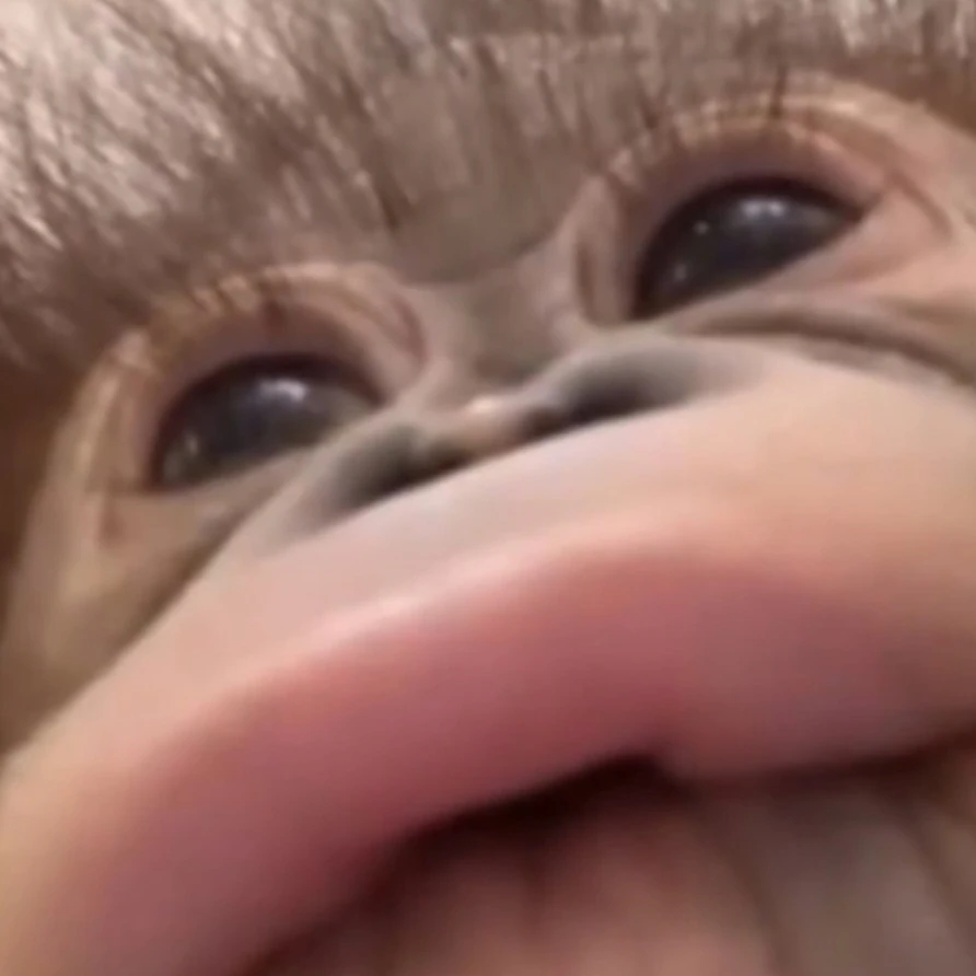 길가다 주운 아기 원숭이