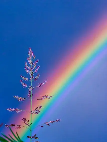 Yukirin의 뜰팁 여우 (2탄)