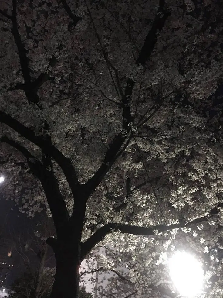 __xq.의 桜のような僕の恋人