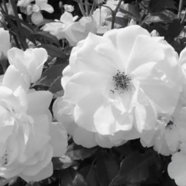 meat_0100의 서우연