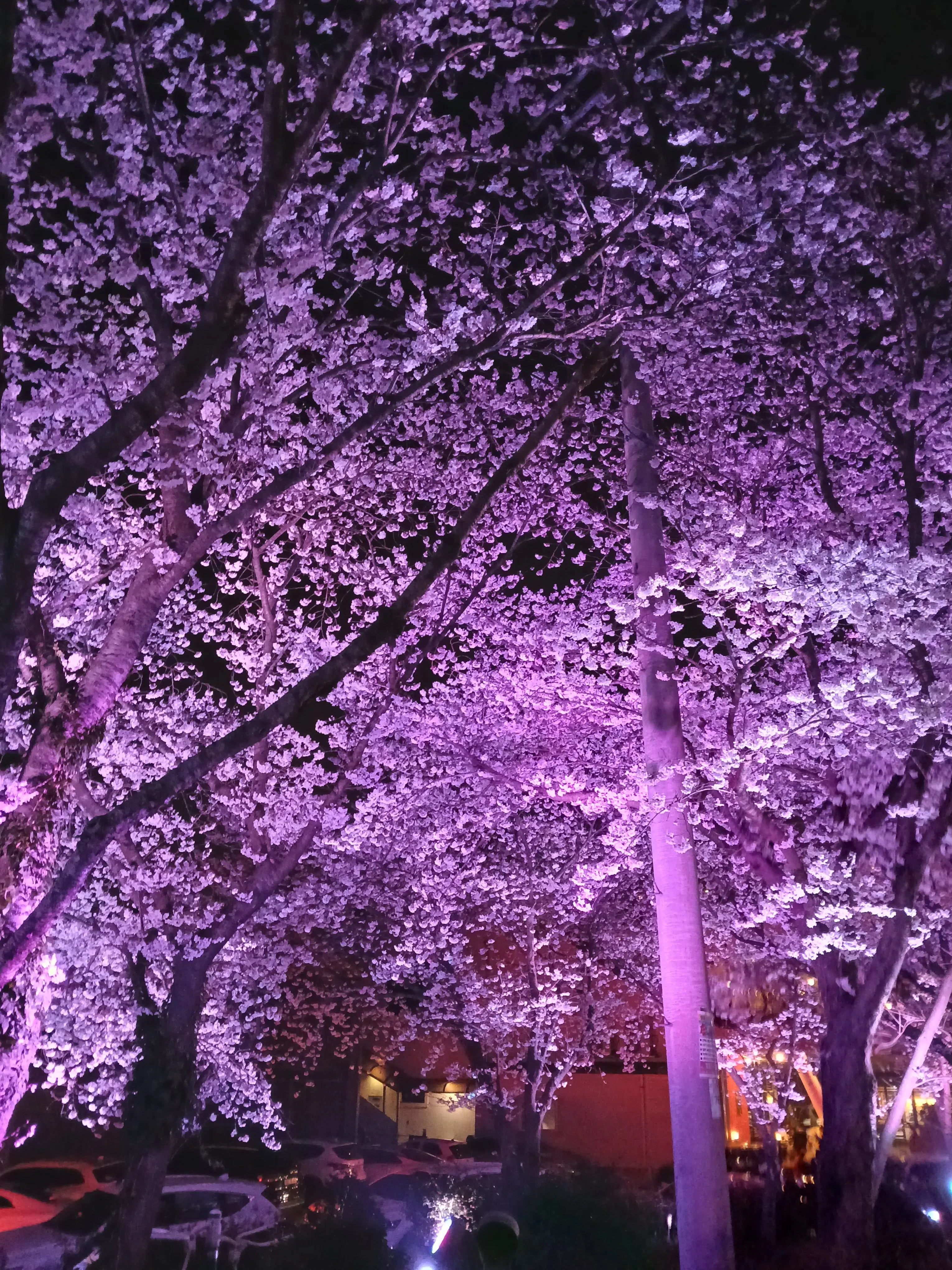 AlienTuna8638의 블루캅 보니 늑대랑 여자 기숙사!?