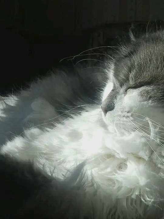 e9l8ce.의 고양이