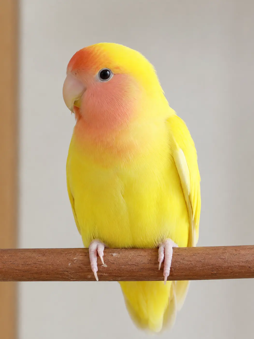 Leozeta12의 ソウダンインコ