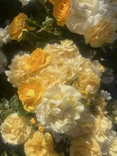 P.aradise_0의 나를 너무나도 사랑하는 꿀벌