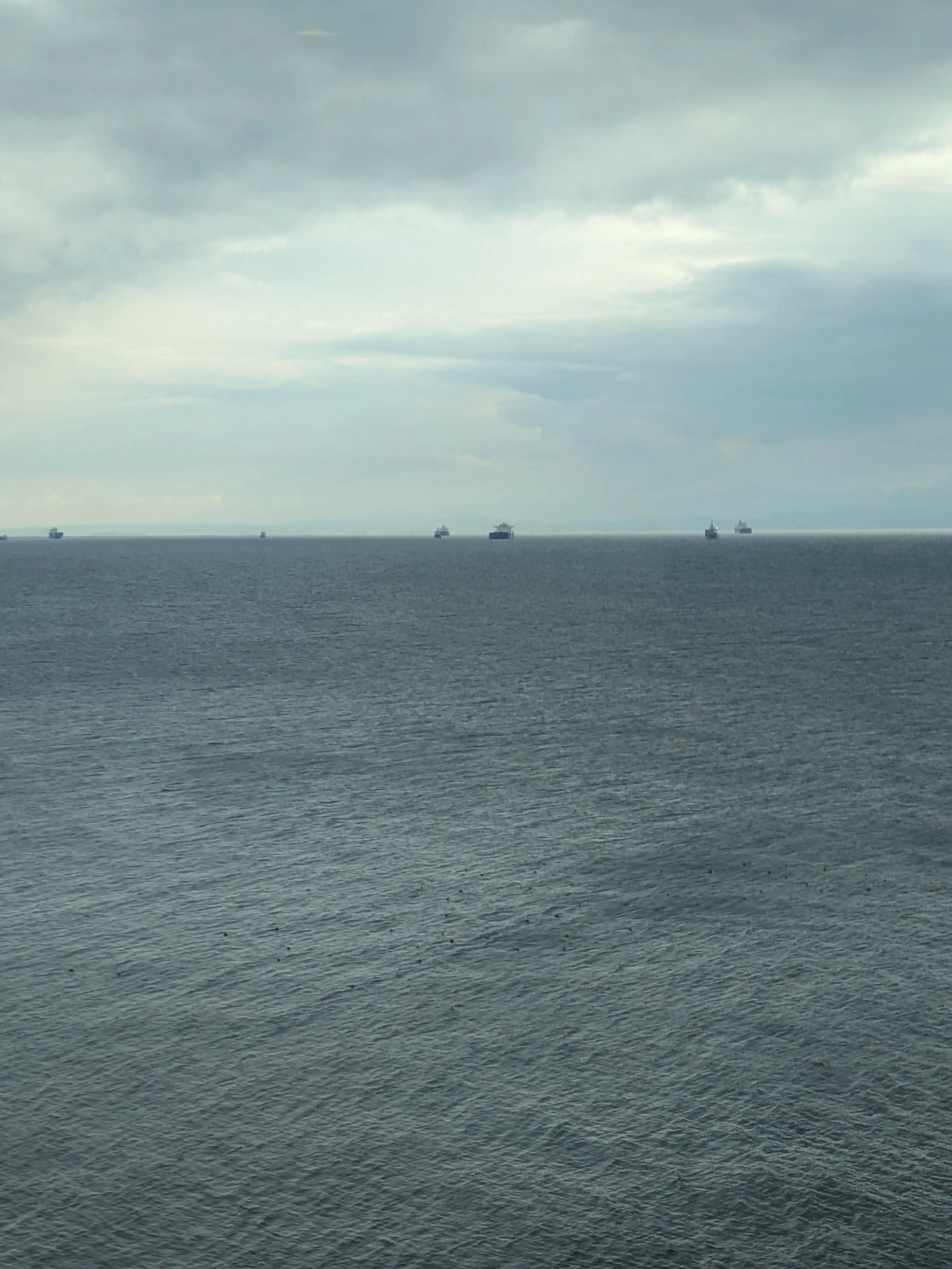 ArdentSteak1695의 研究者同士の花。