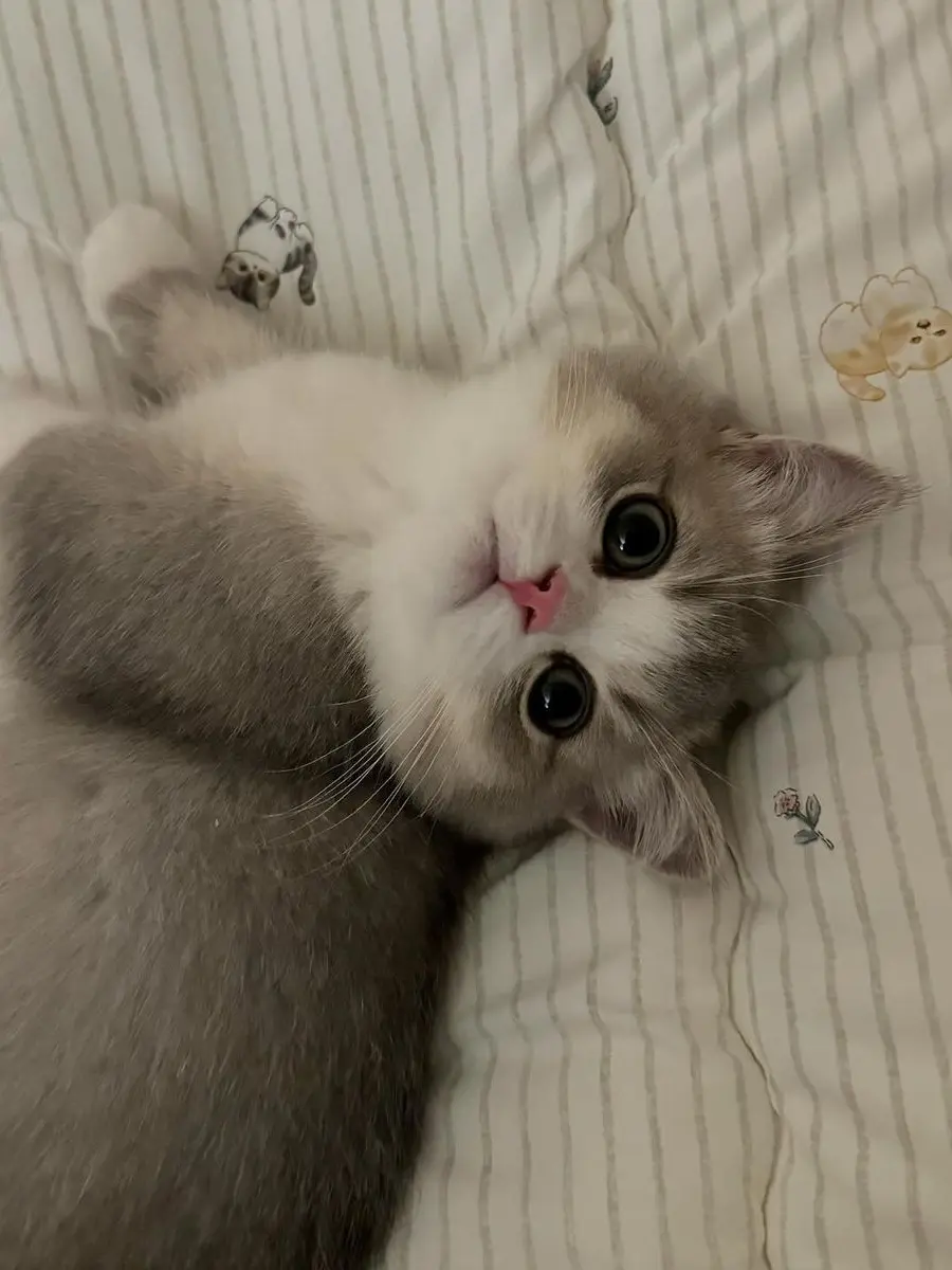 LonelySwine5746의 ファミリーズ.ᐟ‪.ᐟ