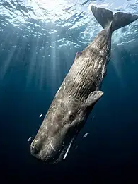 바다RPG 대표 이미지