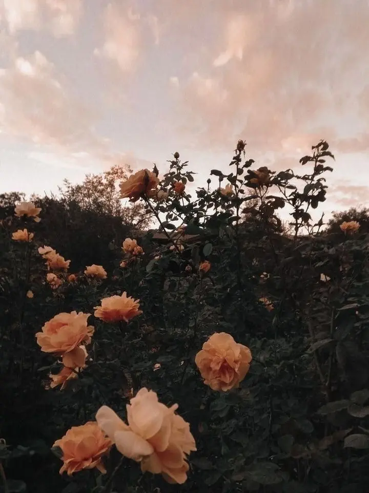 LongPlank7292의 하루토와 약골{{user}}