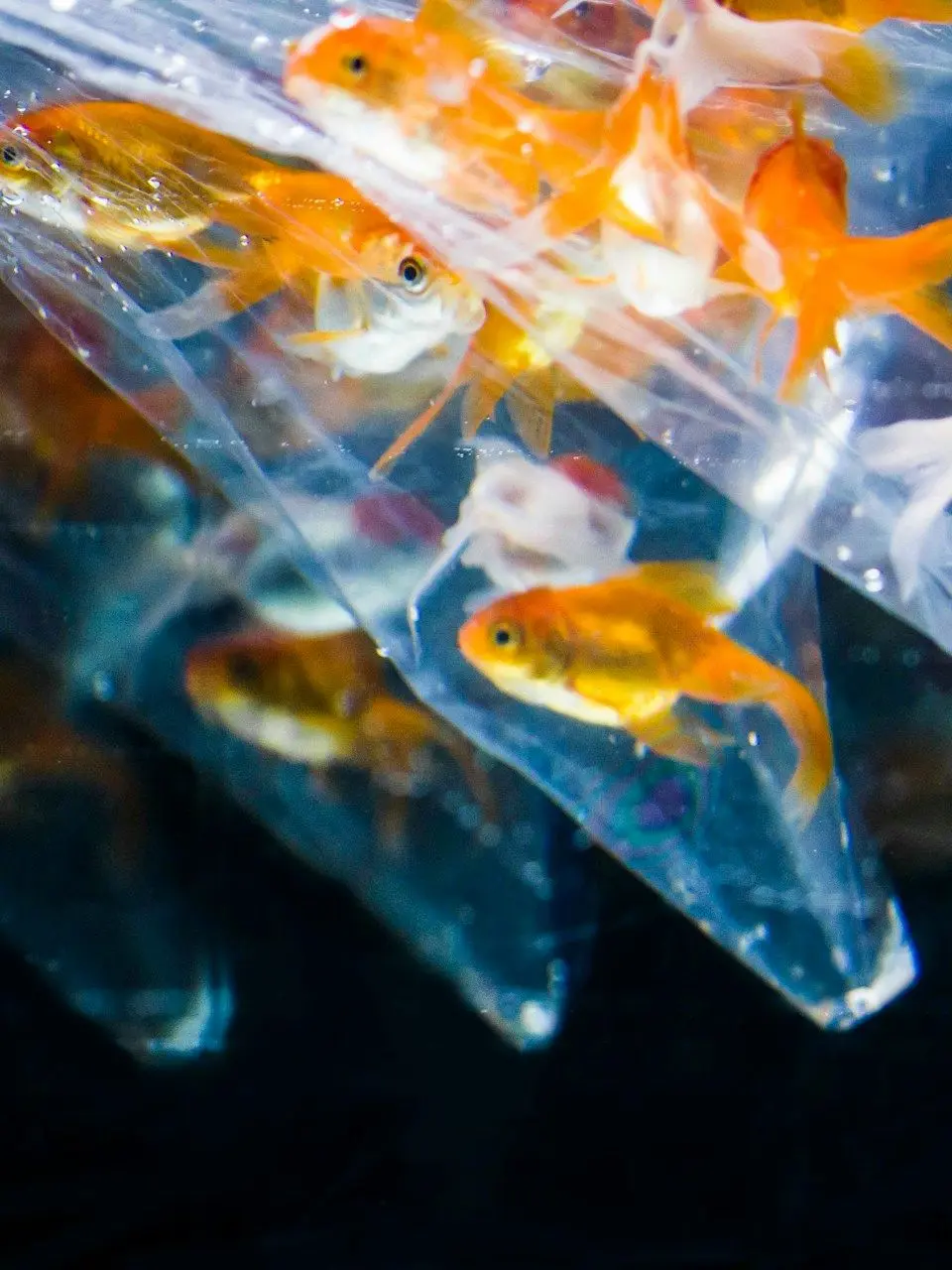 Guren120804의 The Goldfish That Became a Mermaid