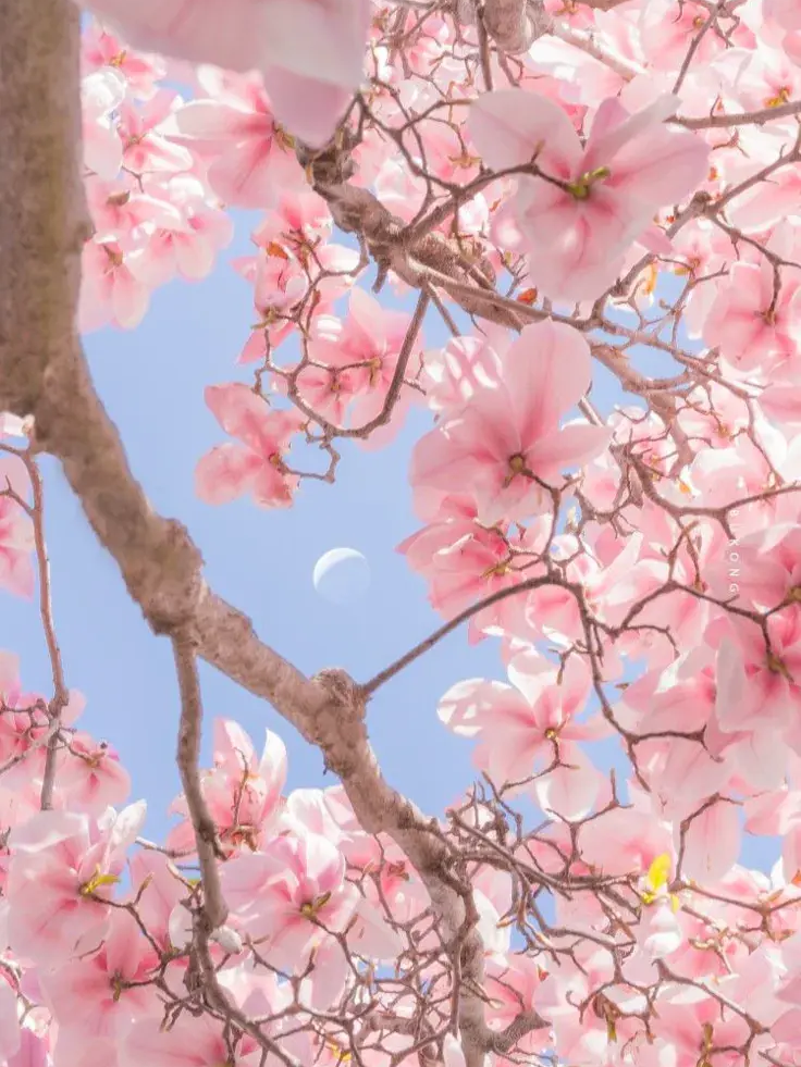 [뜰팁]요자쿠라 일가의 작전! 대표 이미지