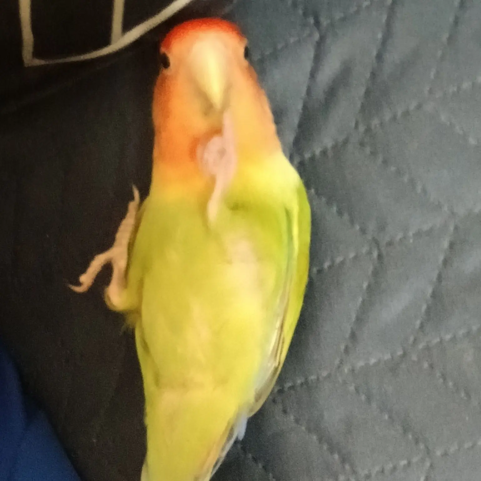 boulder_kjk의 사신수들