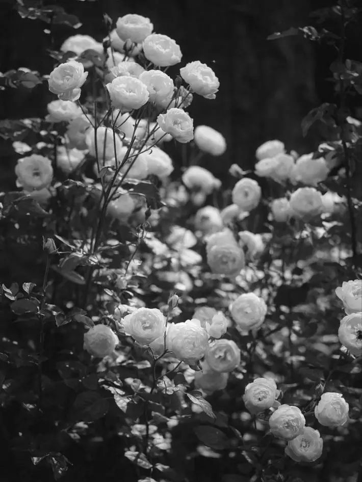 Only_grapefruit.의 Inside the Fence [BL]