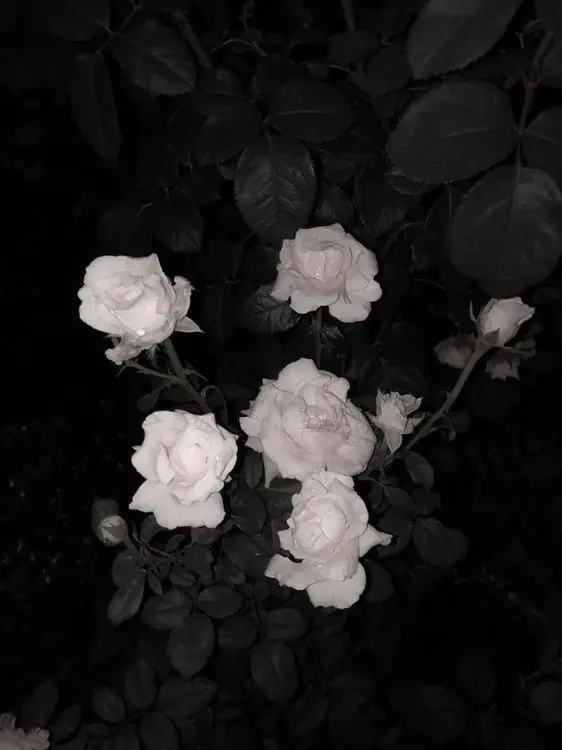 ko1ly_aoring의 ⟡.·