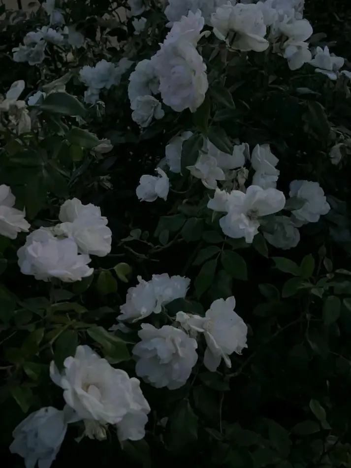 hakusai8877의 叶わぬ恋