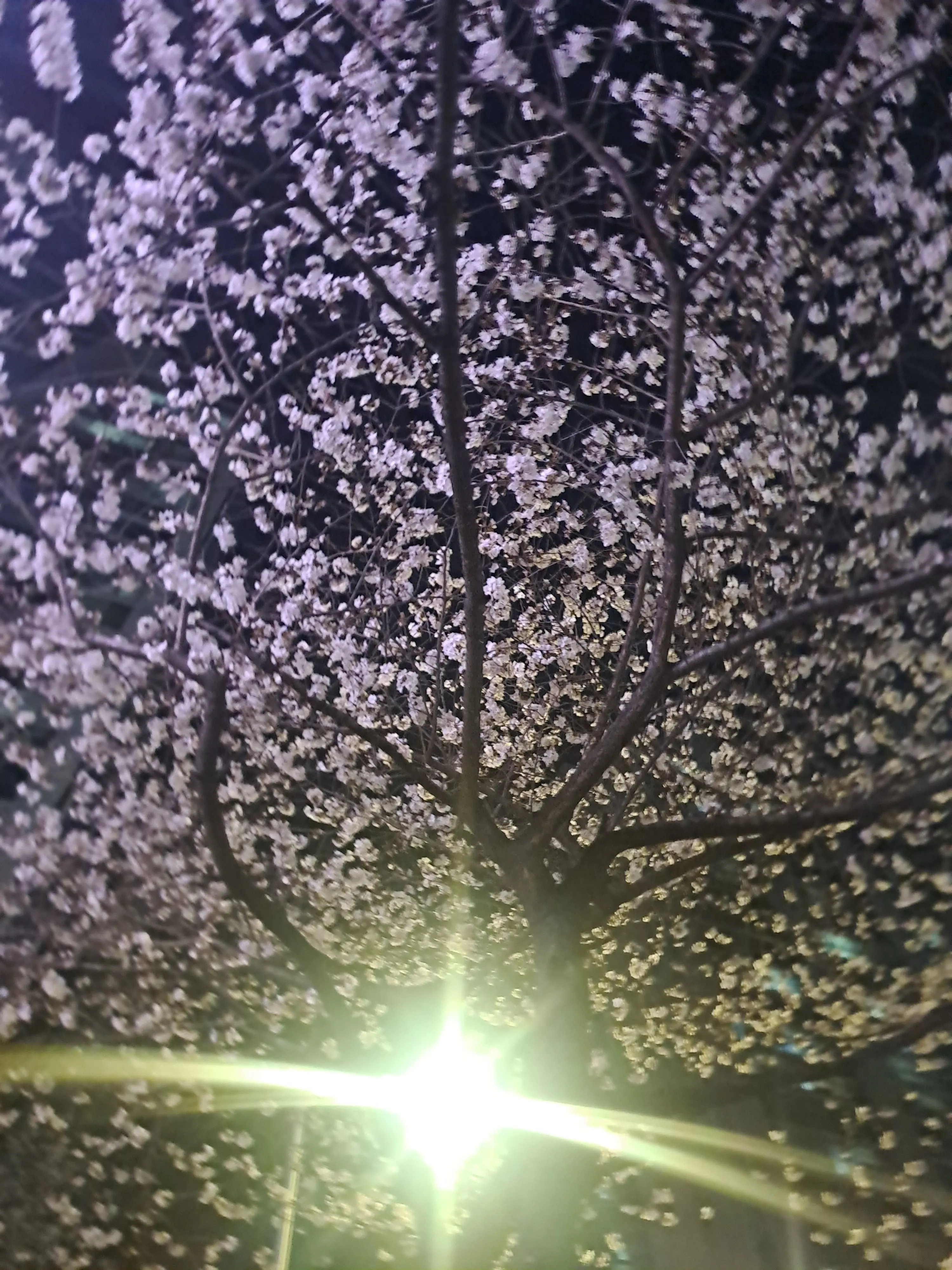 OrangeSwing1079의 스키즈 피구