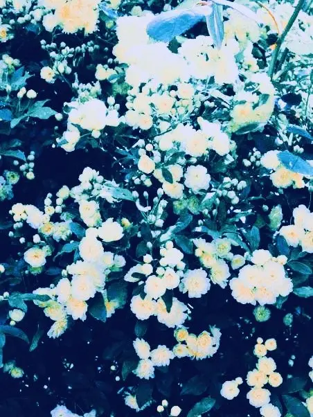 SIXFONIA_hakushi.의 벚꽃 흩날리는 계절에