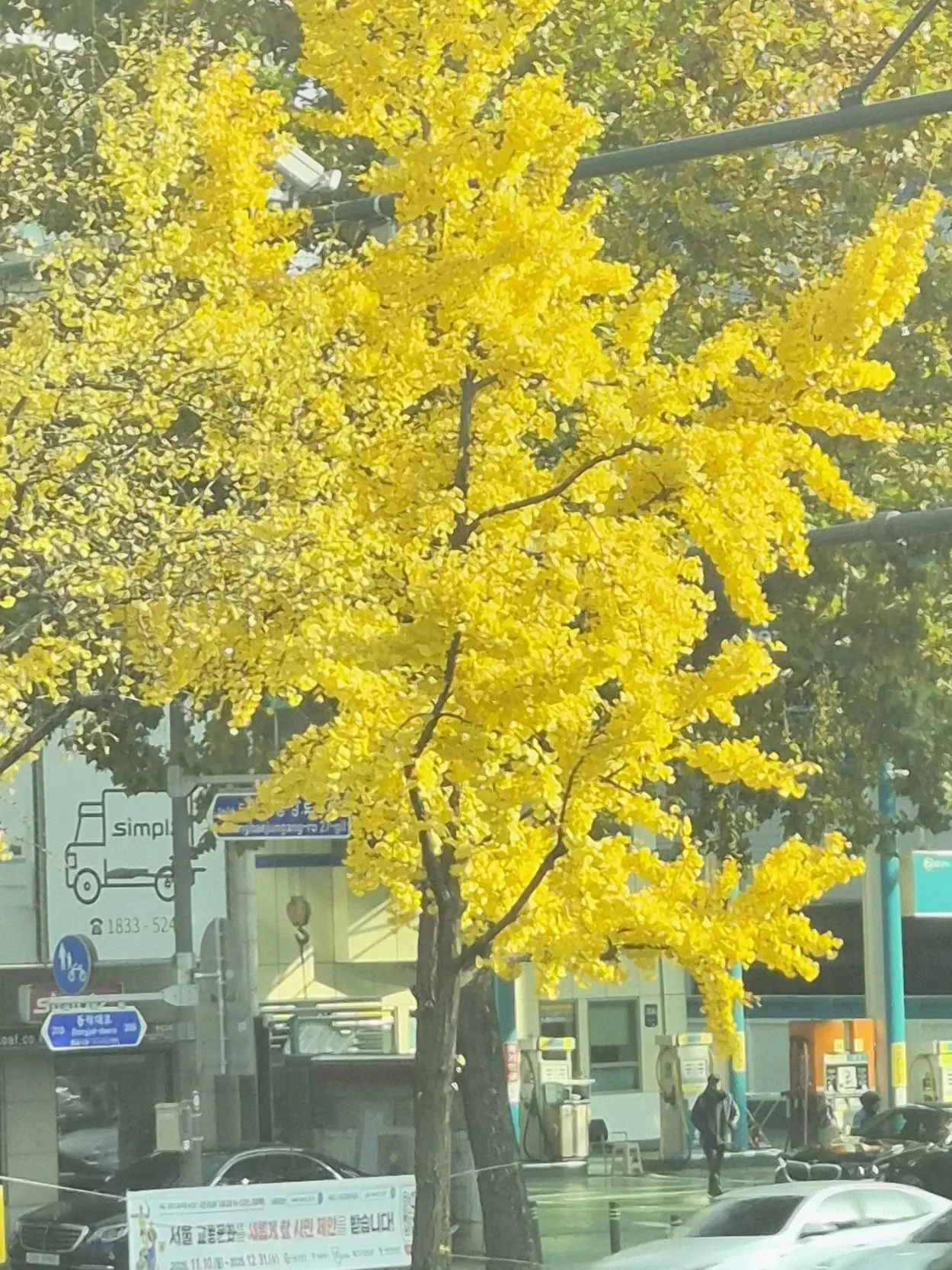 MagicTree7487의 행복한 11자매