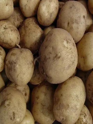 Potatoes_lover의 감자를 캐보세요!