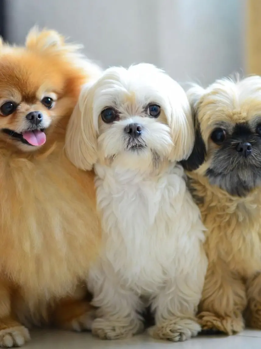 NTRNO의 ♡강아지카페 RPG♡