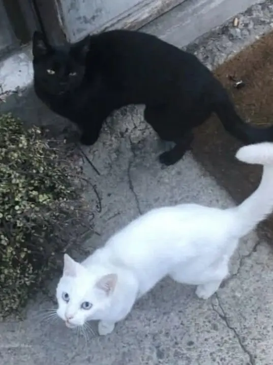 Paiting의 쟤냐, 나냐?