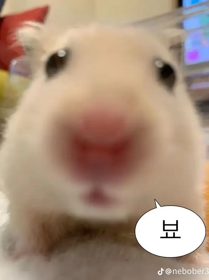 wowfg의 고고프렌즈,팀나빠 아이돌