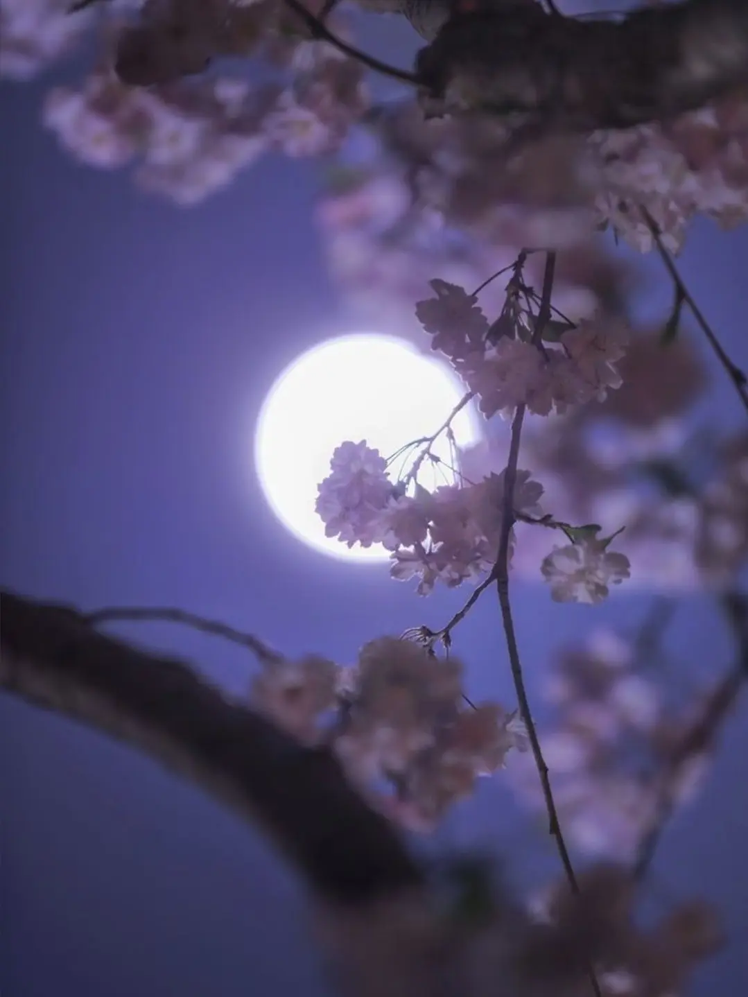 EEZZ의 사카데이-조선시대×섞은것