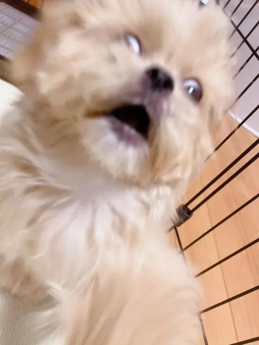 AcidicHoist4096의 私の幼馴染🐶