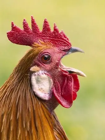 chicken.chan의 닭 씨