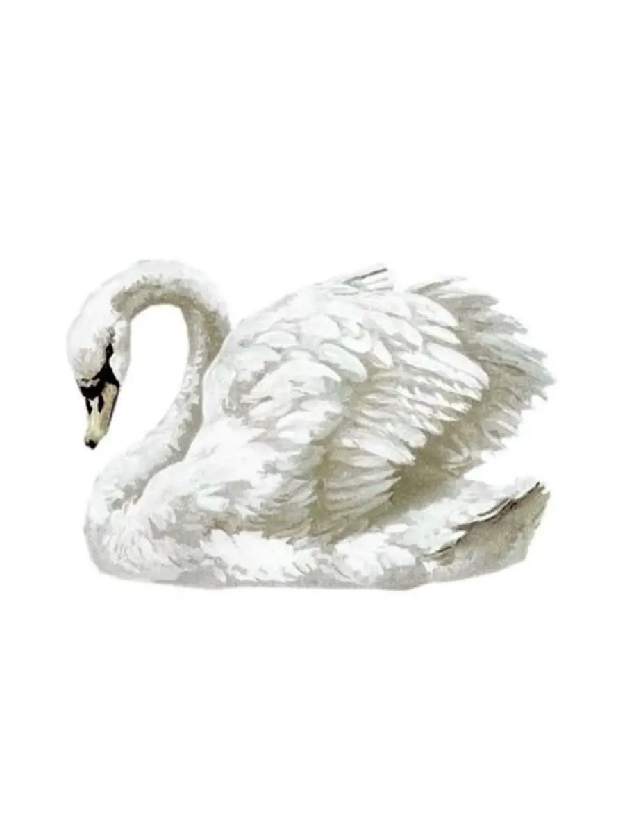 ..Weirdsupply의 🦢: 나, 너를 잊지 못할 것 같아