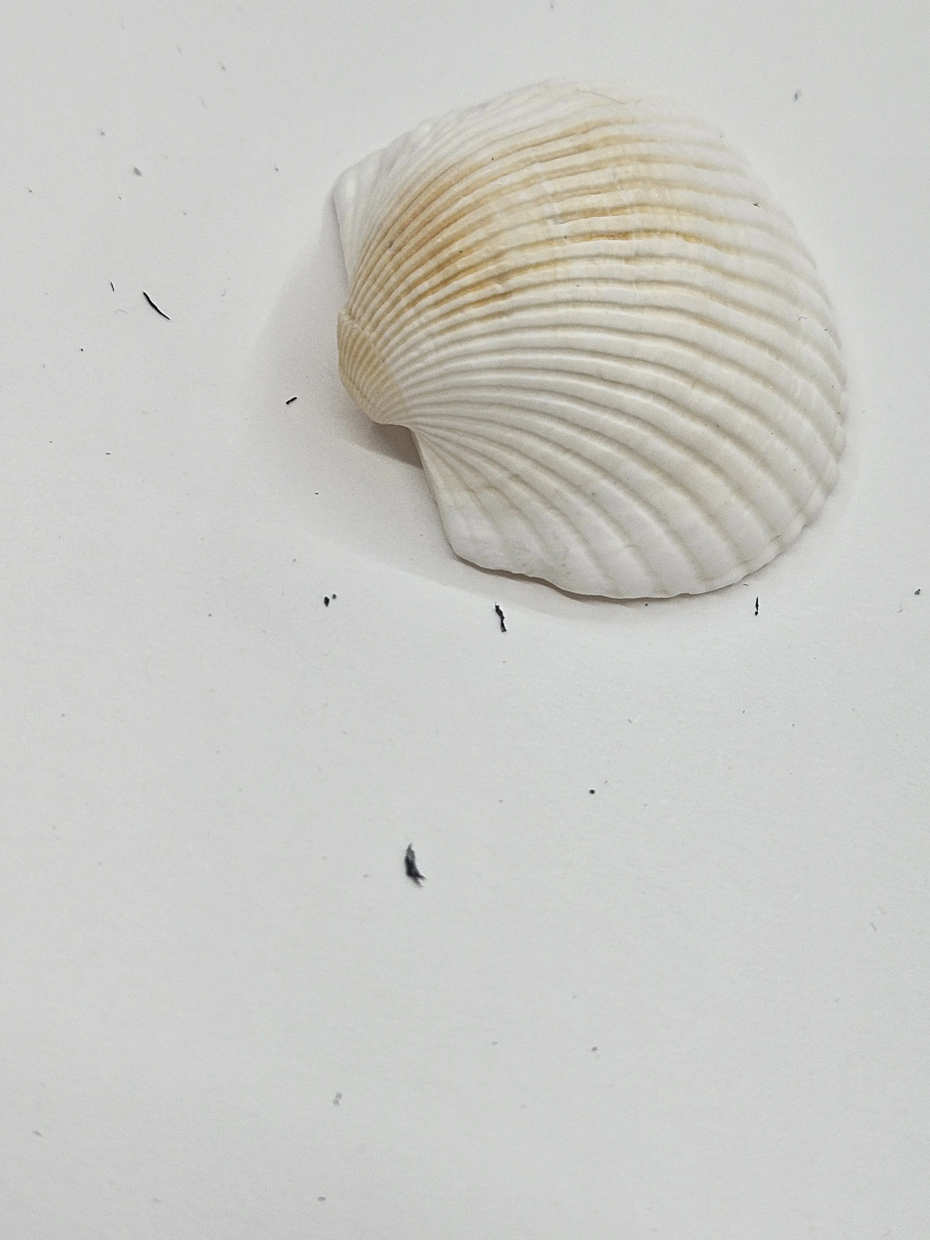 WiseVale5192의 나 혼자 바다여행~★