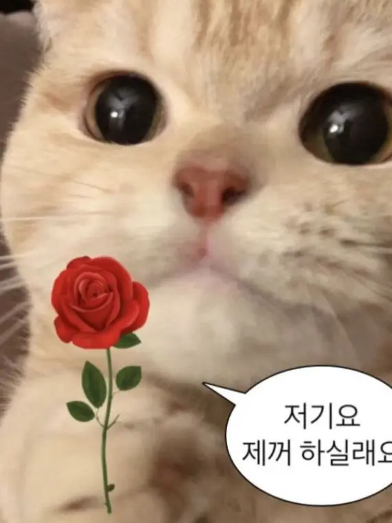 Rora0814의 집사가 된 베몬이들!?