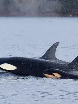 gogogogogoggggg의 범고래 가족