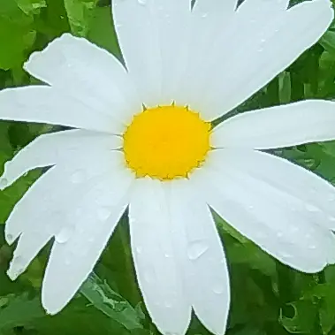 LeafyState0818의 삐진 평학