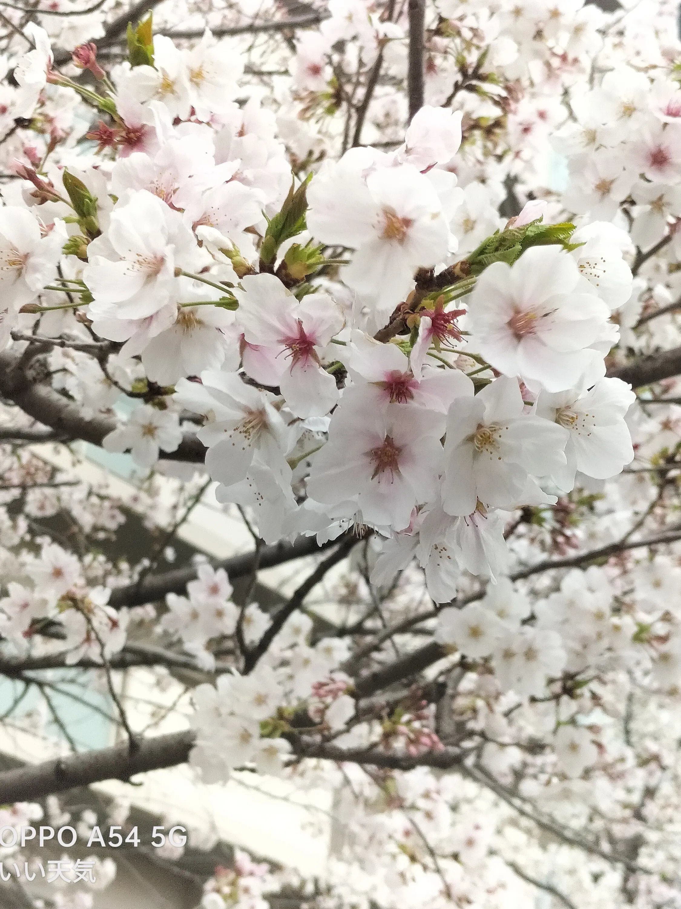 NeatUncle4729의 青春を送ろう、眩しいぐらいの
