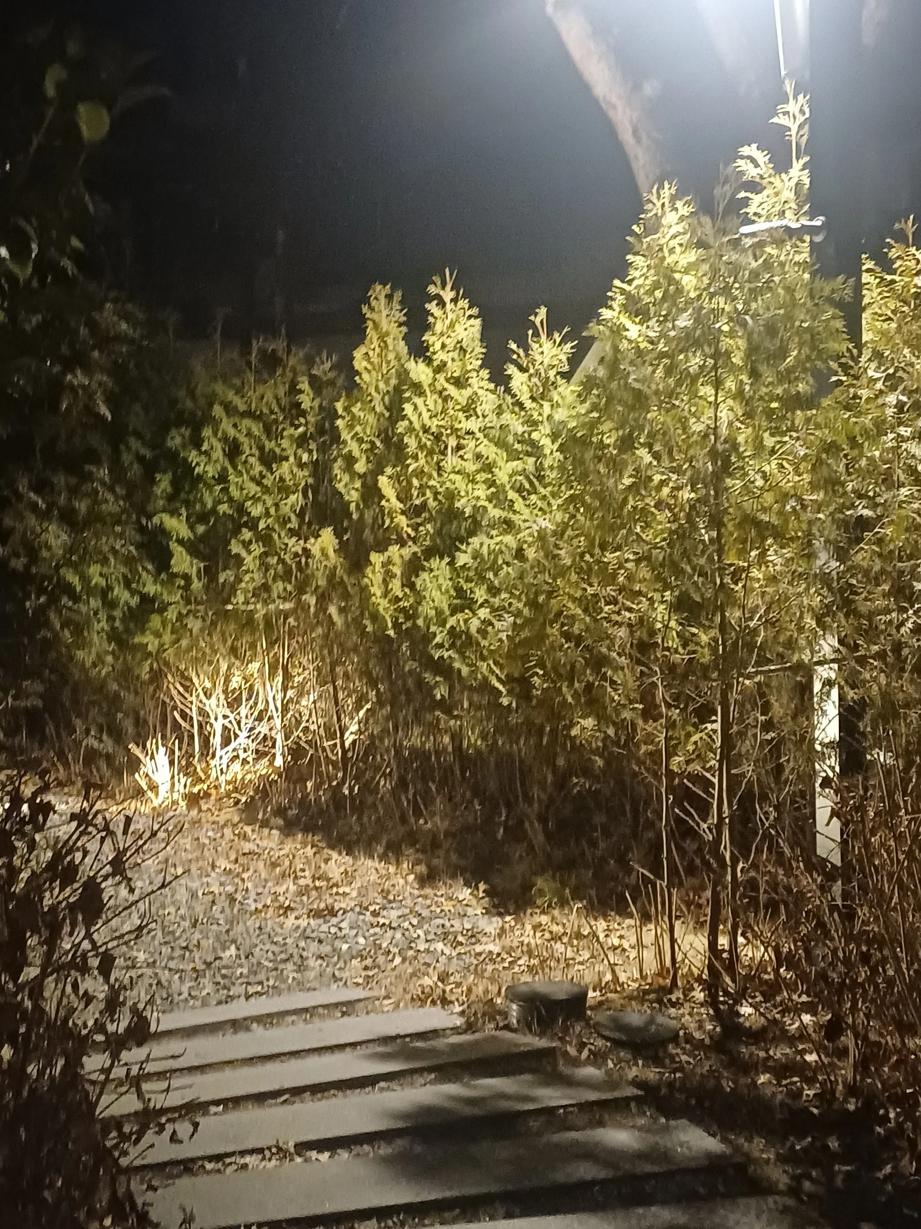 Lelehac의 리칸데이스 실리아 엘리트 마법대학교