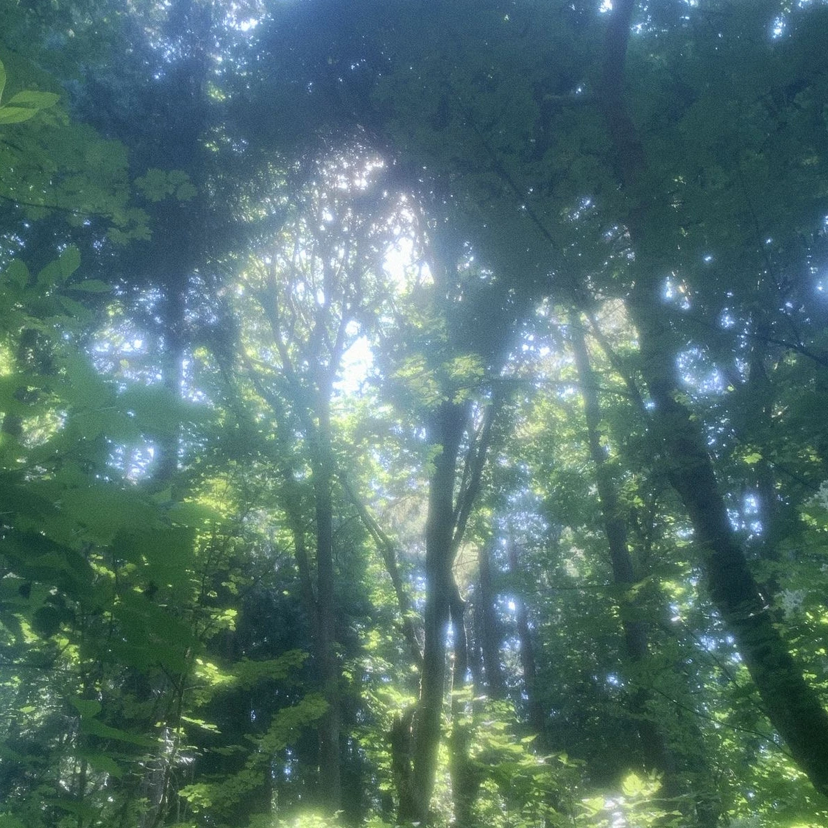 숲속의 담