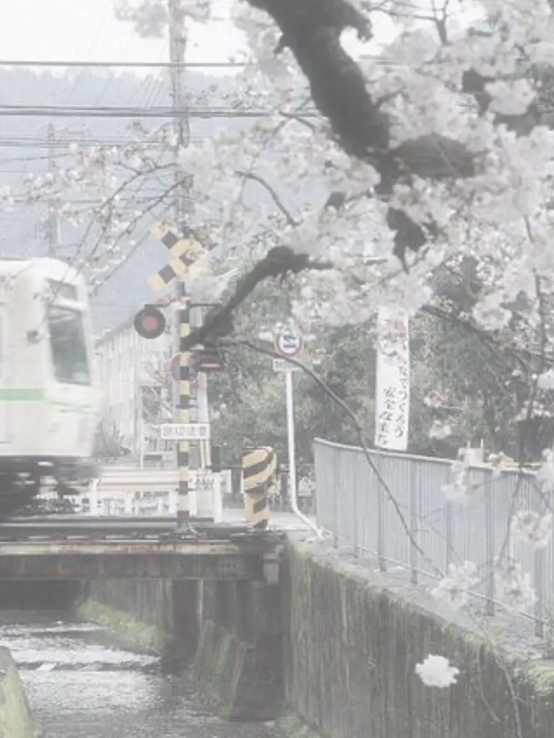 ls_luv_의 余 命 宣 告  .