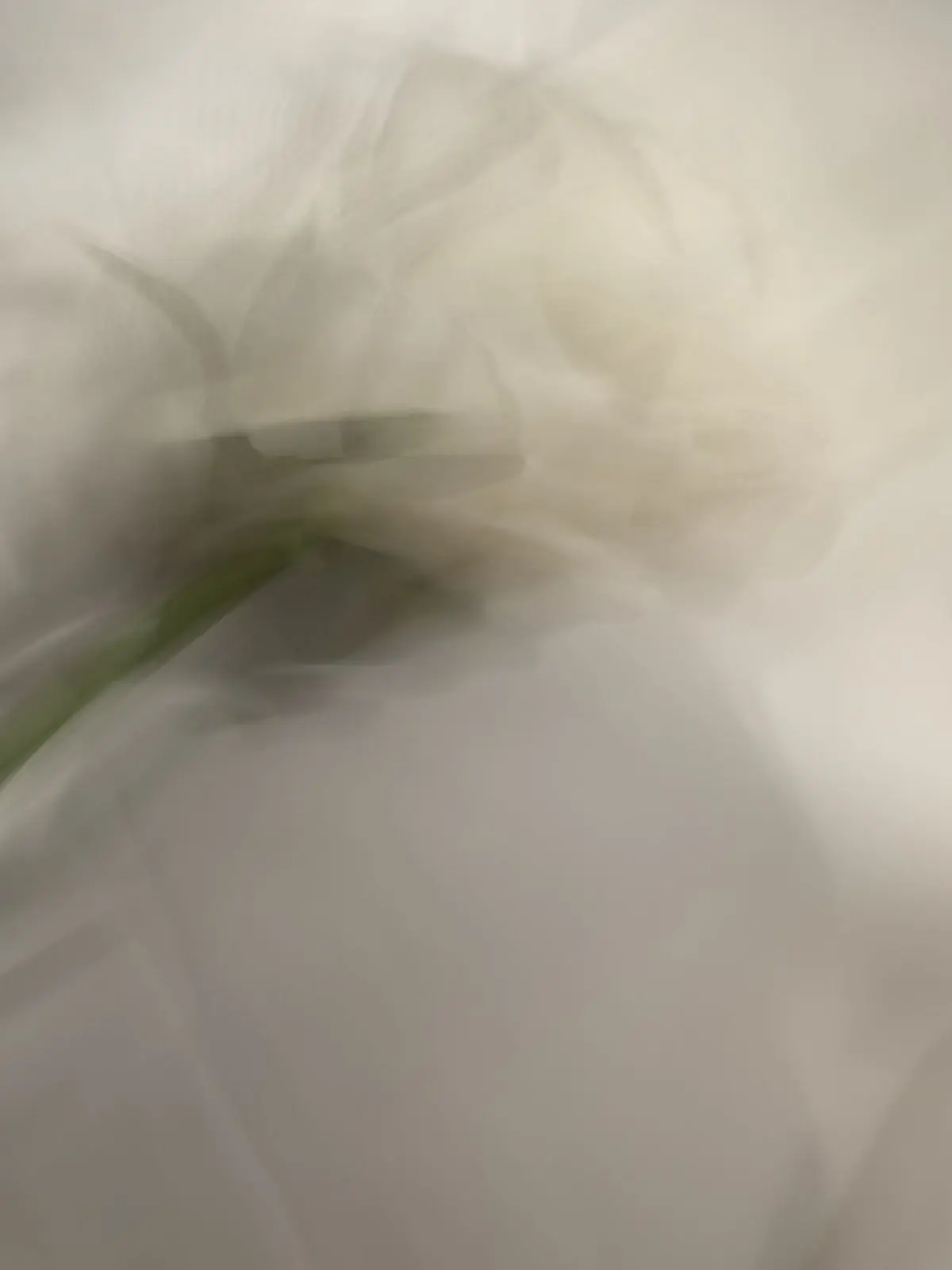 decadent.romantic의 prn