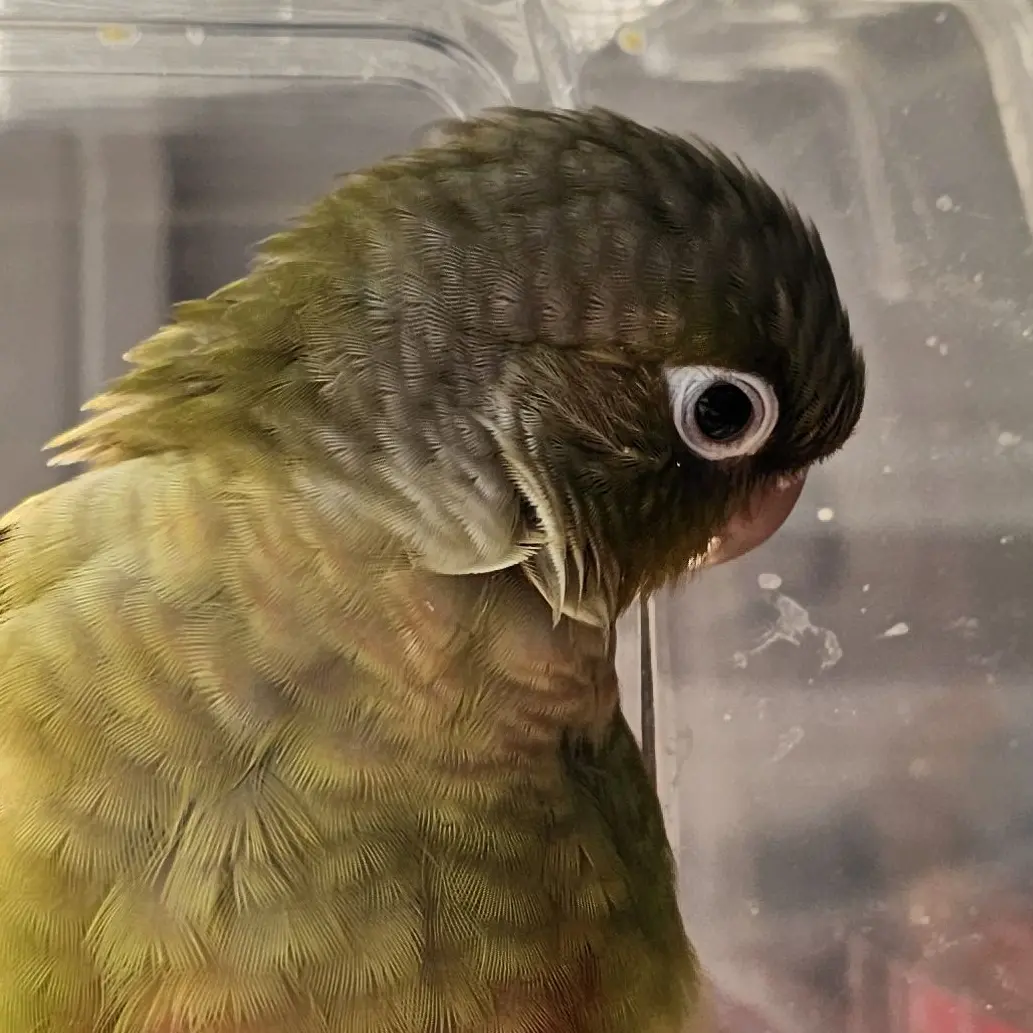 Lemon_an_parrot의 레몬과 여행을 떠나세요!