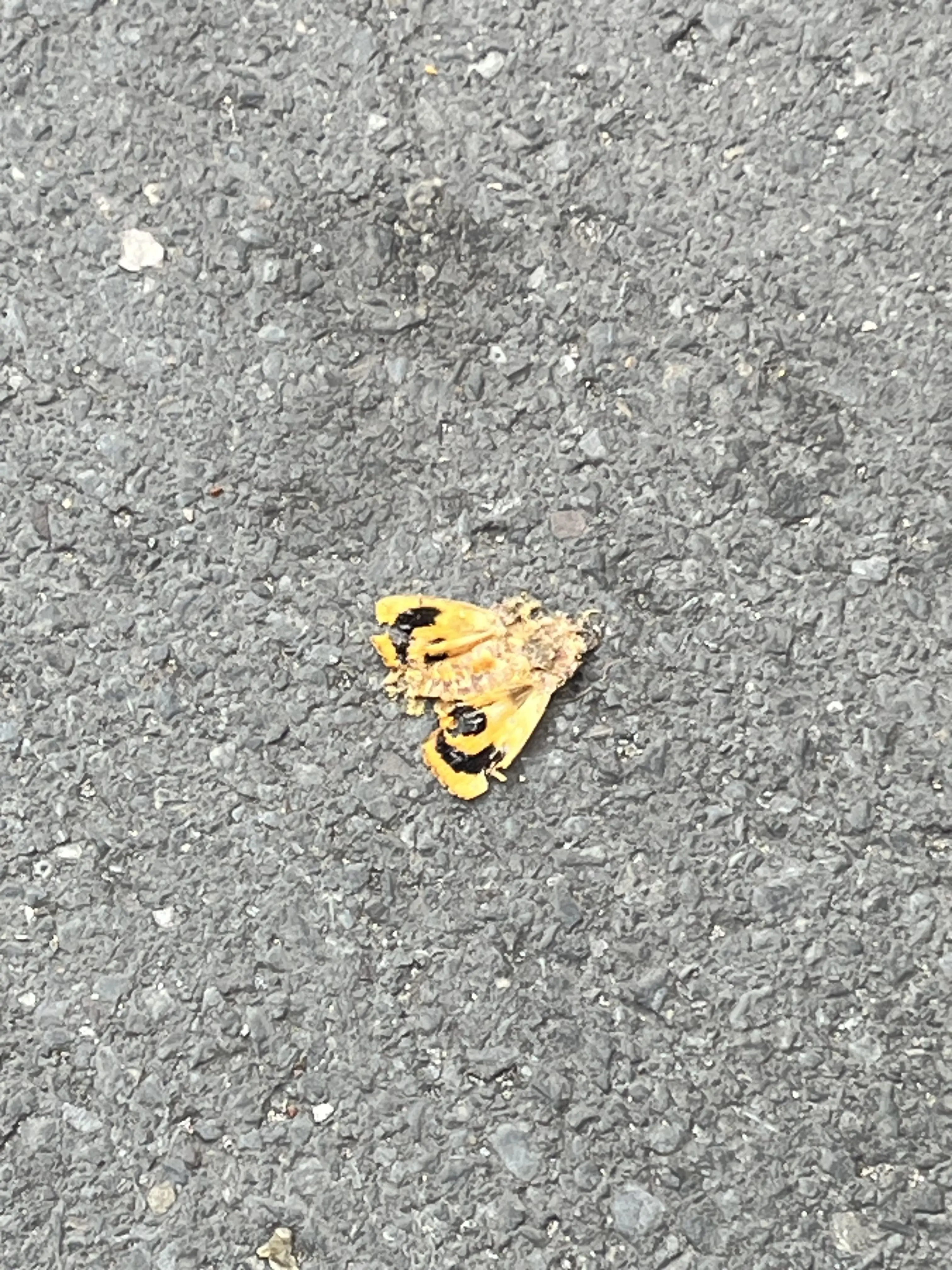 ExoticSmoke8510의 No more silly