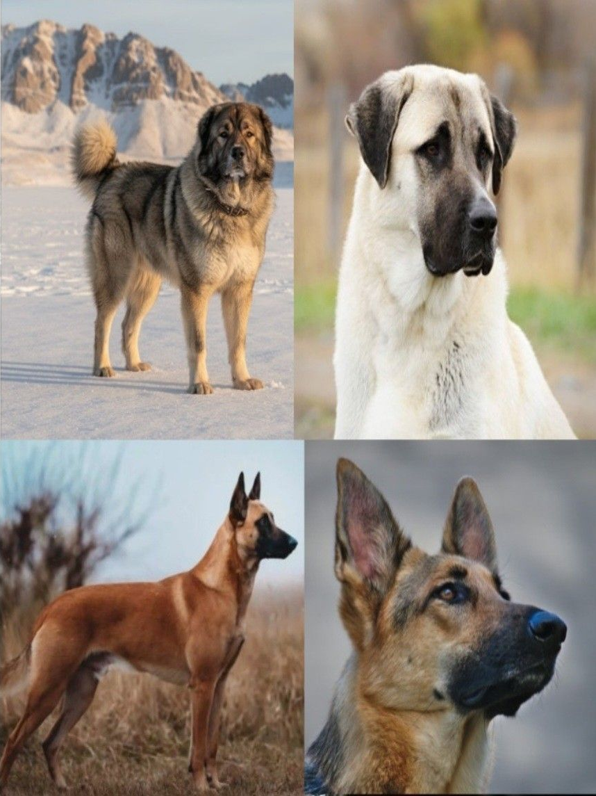 경호원 강아지들🐶 대표 이미지