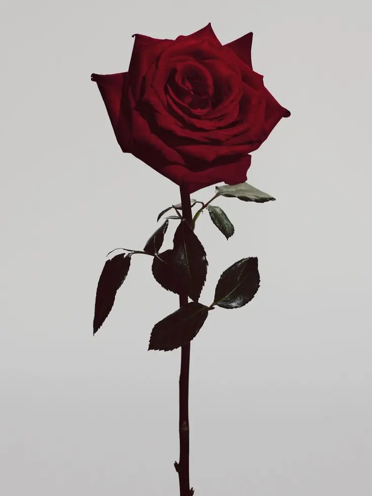 CreamyOboe1720의 장미의 가시를 붕대로